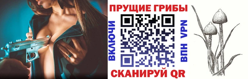Купить где Богданович Псилоцибиновые грибы Cubensis